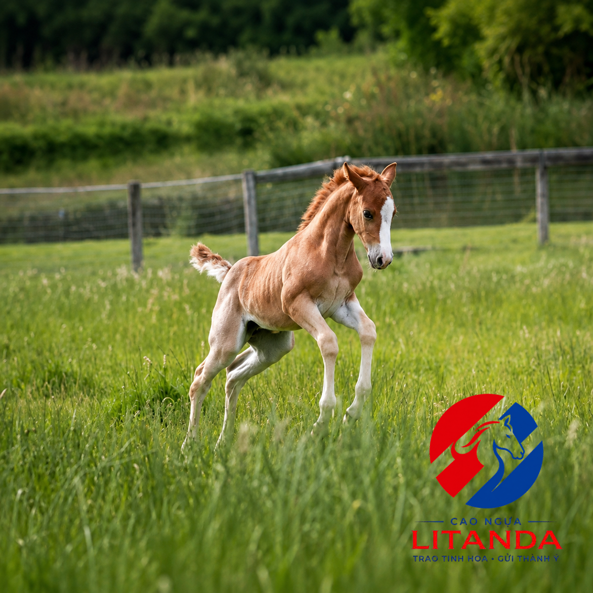 Hình ảnh 1 chú ngựa non American Quarter Horse đang chơi đùa trên đồng cỏ