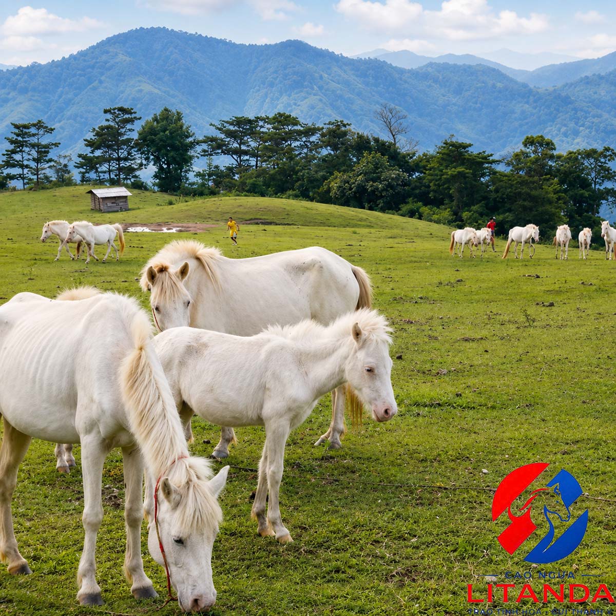 Đàn ngựa bạch được chăn thả tự nhiên tại thảo nguyên Khau Sao (Lạng Sơn)