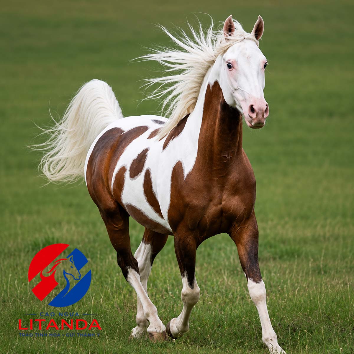 Giống ngựa Appaloosa - Đẹp và đầy tốc độ