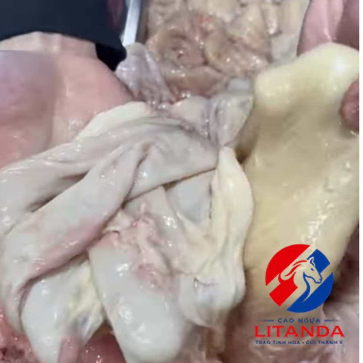 Lòng ngựa tươi ngon tại Litanda