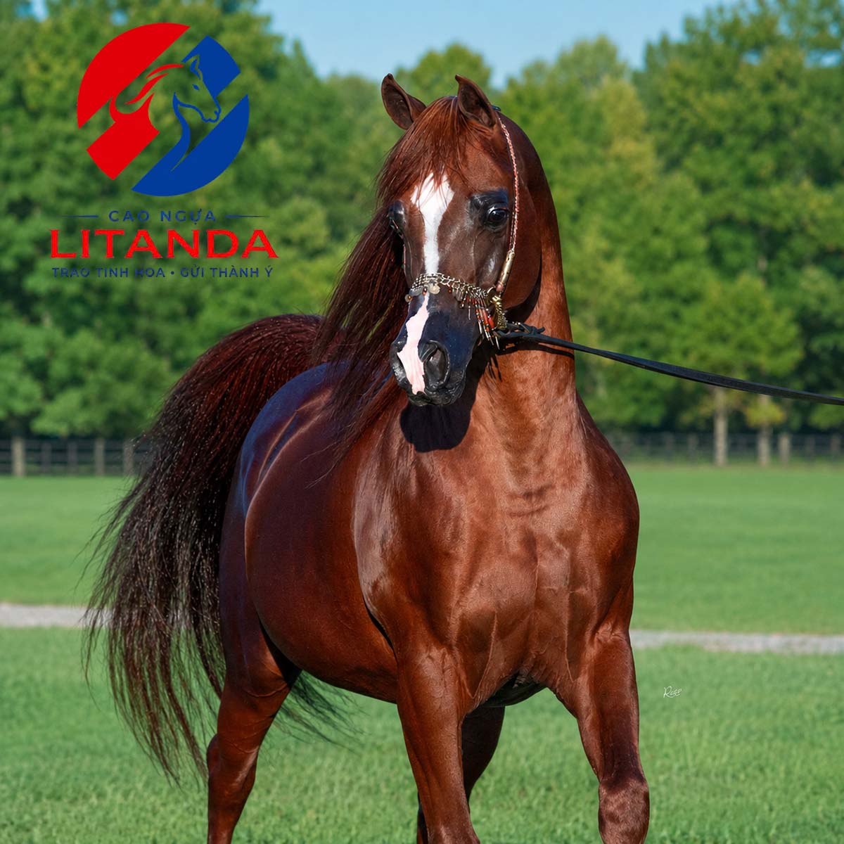 Giống ngựa Arabian - Vẻ đẹp kiêu sa của sa mạc