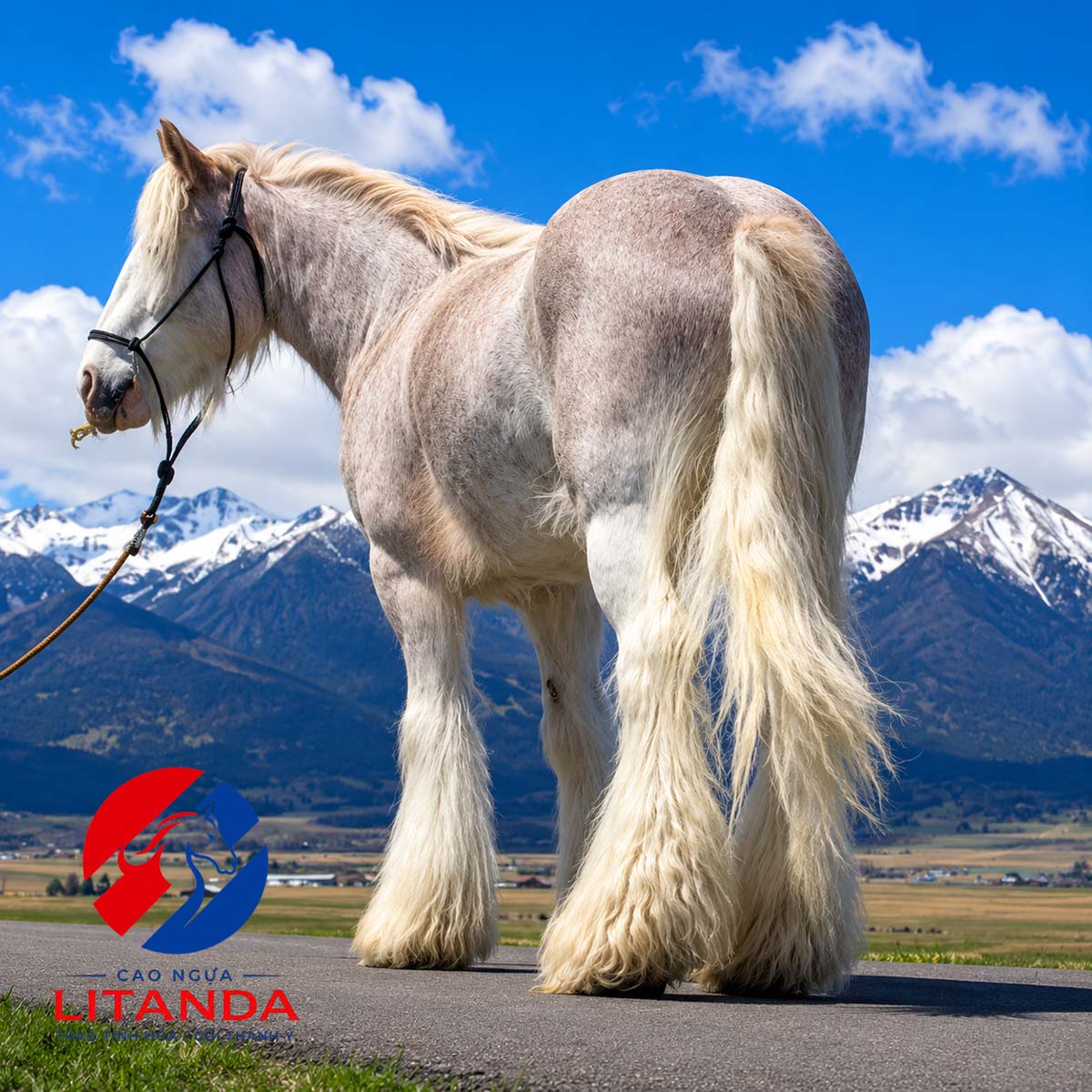 Ngựa Gypsy Vanner - Lãng tử của những cánh đồng