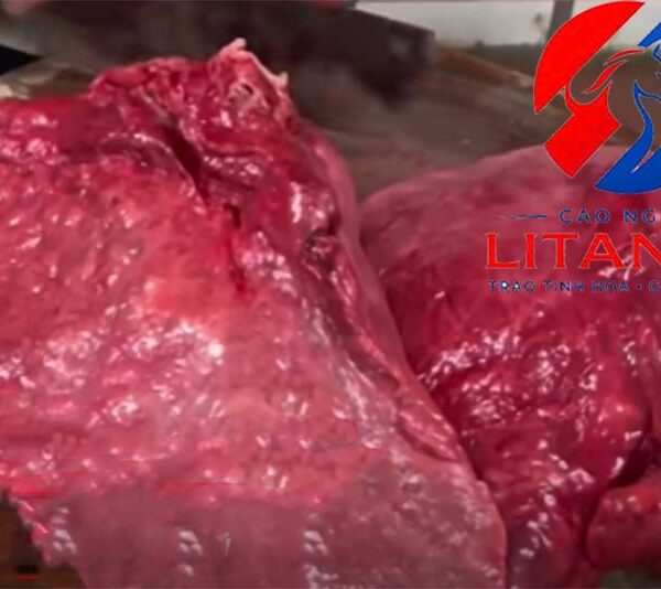 Phổi ngựa bạch tươi Litanda