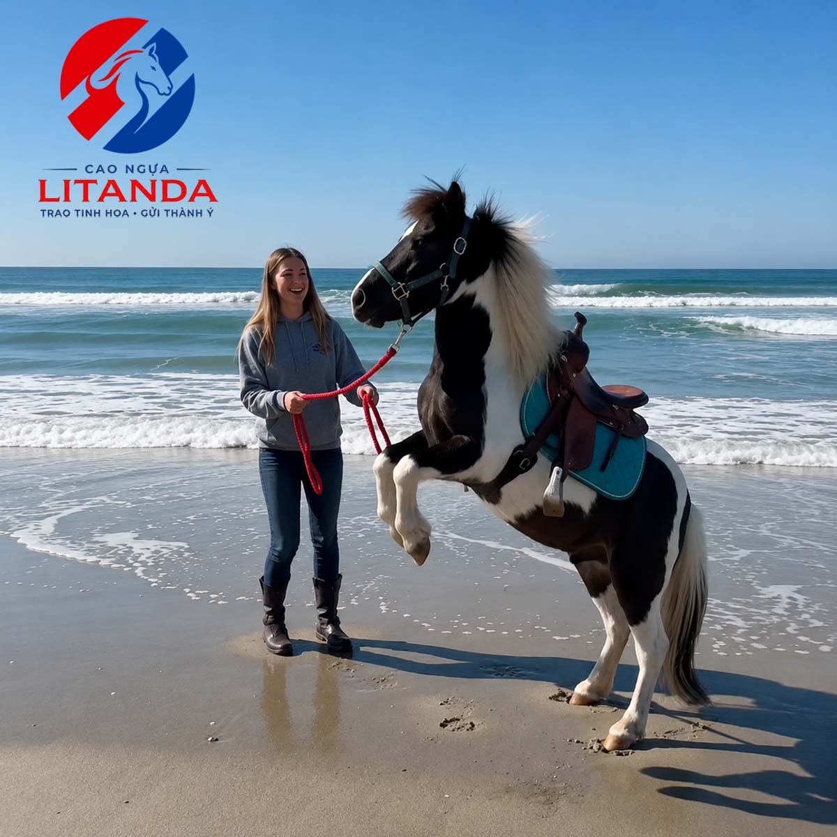 Ngựa pony rất thân thiện với con người
